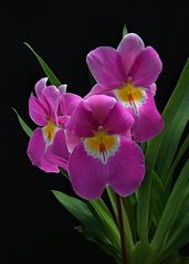 Pansy Orchid