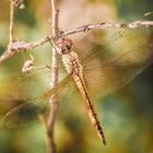 Pantala flavescens - die wohl verbreitetste Libelle der Welt.