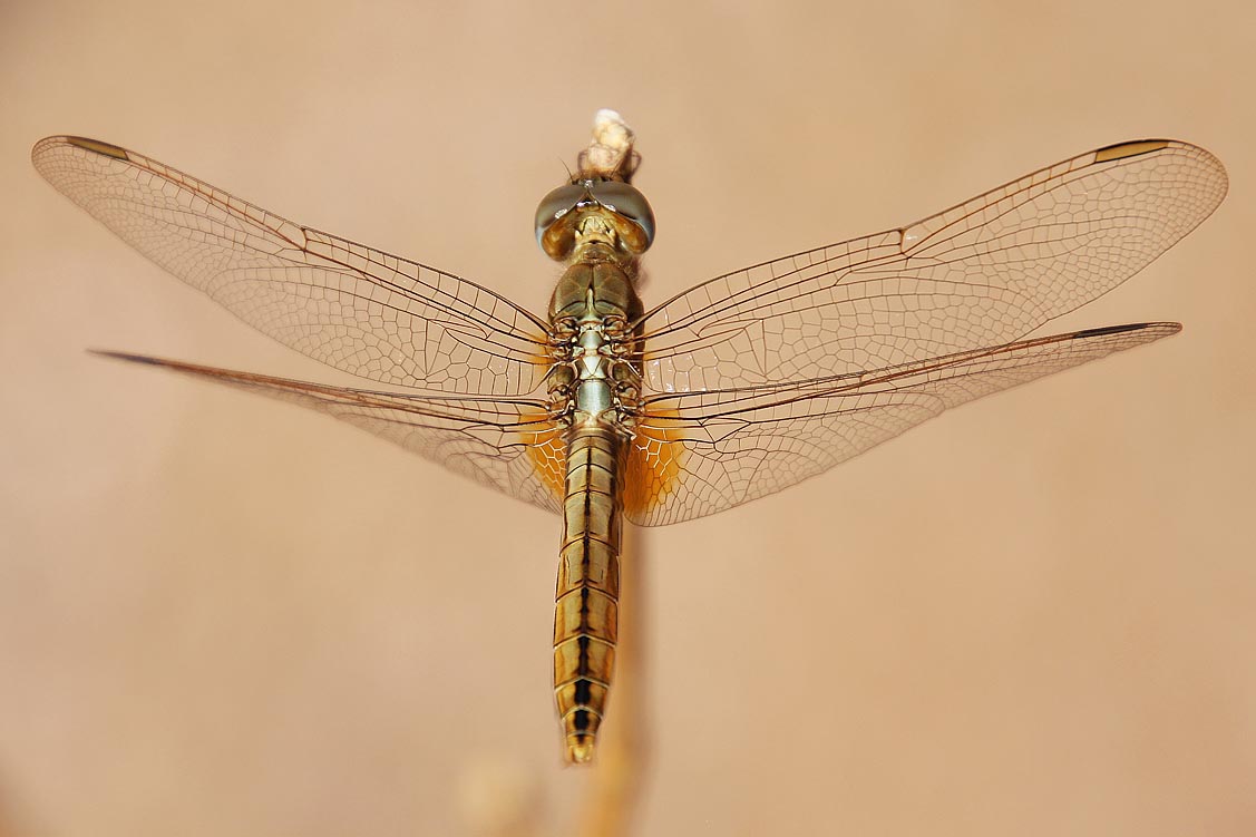 Pantala flavescens - Wander-Libelle aus Gold