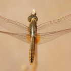 Pantala flavescens - Wander-Libelle aus Gold