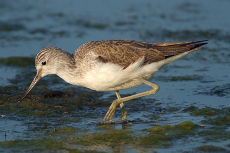 Pantana - Tringa nebularia - Sardegna