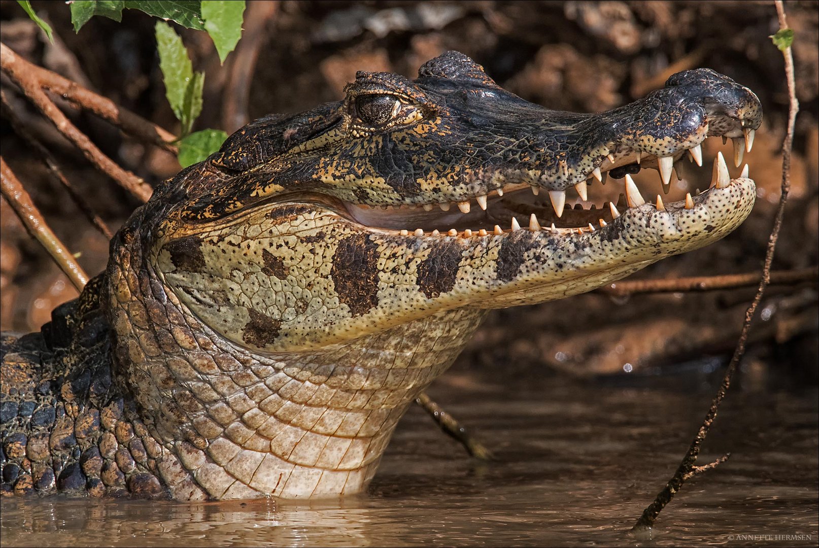 Pantanal [1] - Sweet smile