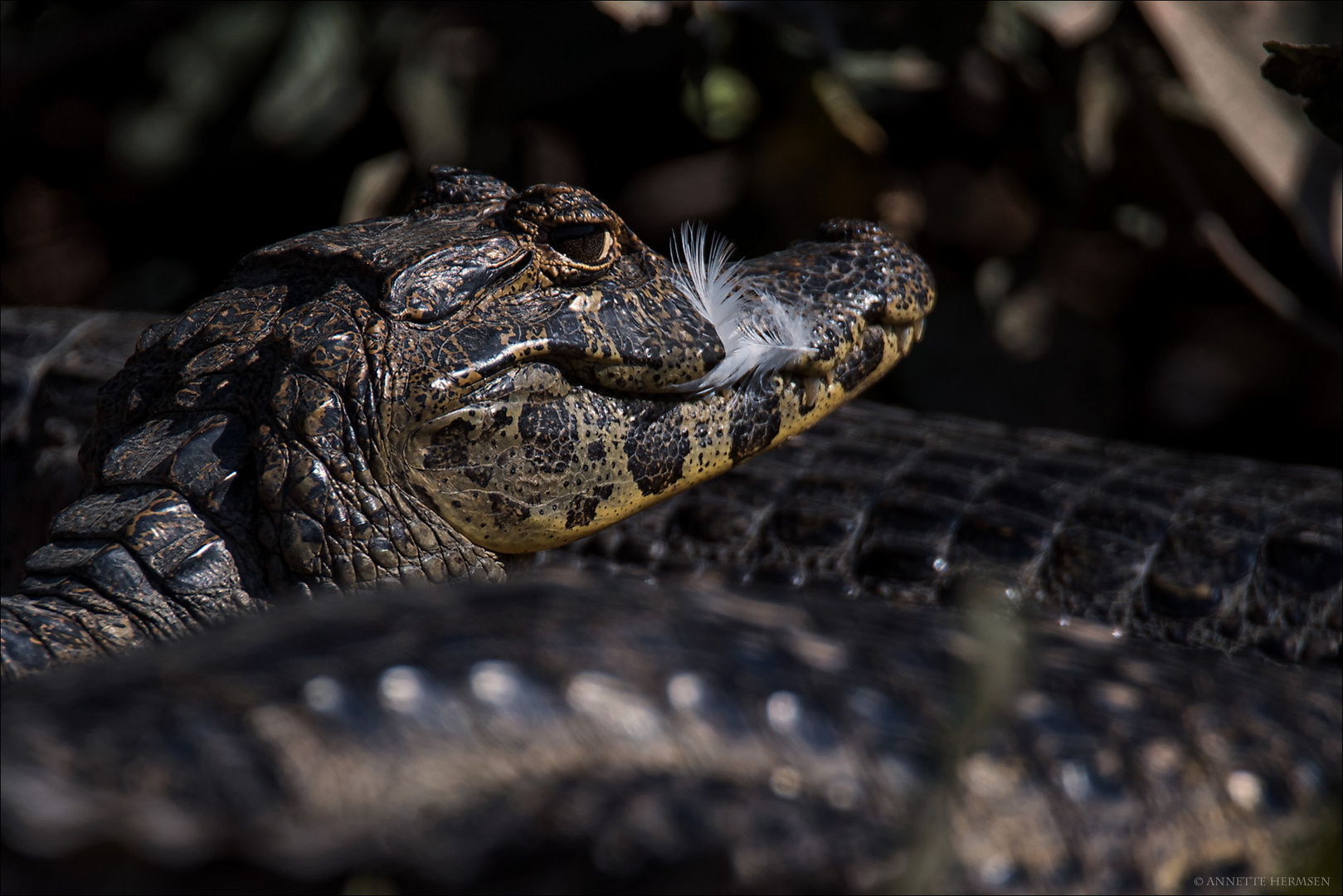 Pantanal [10] - Keine Tischmanieren