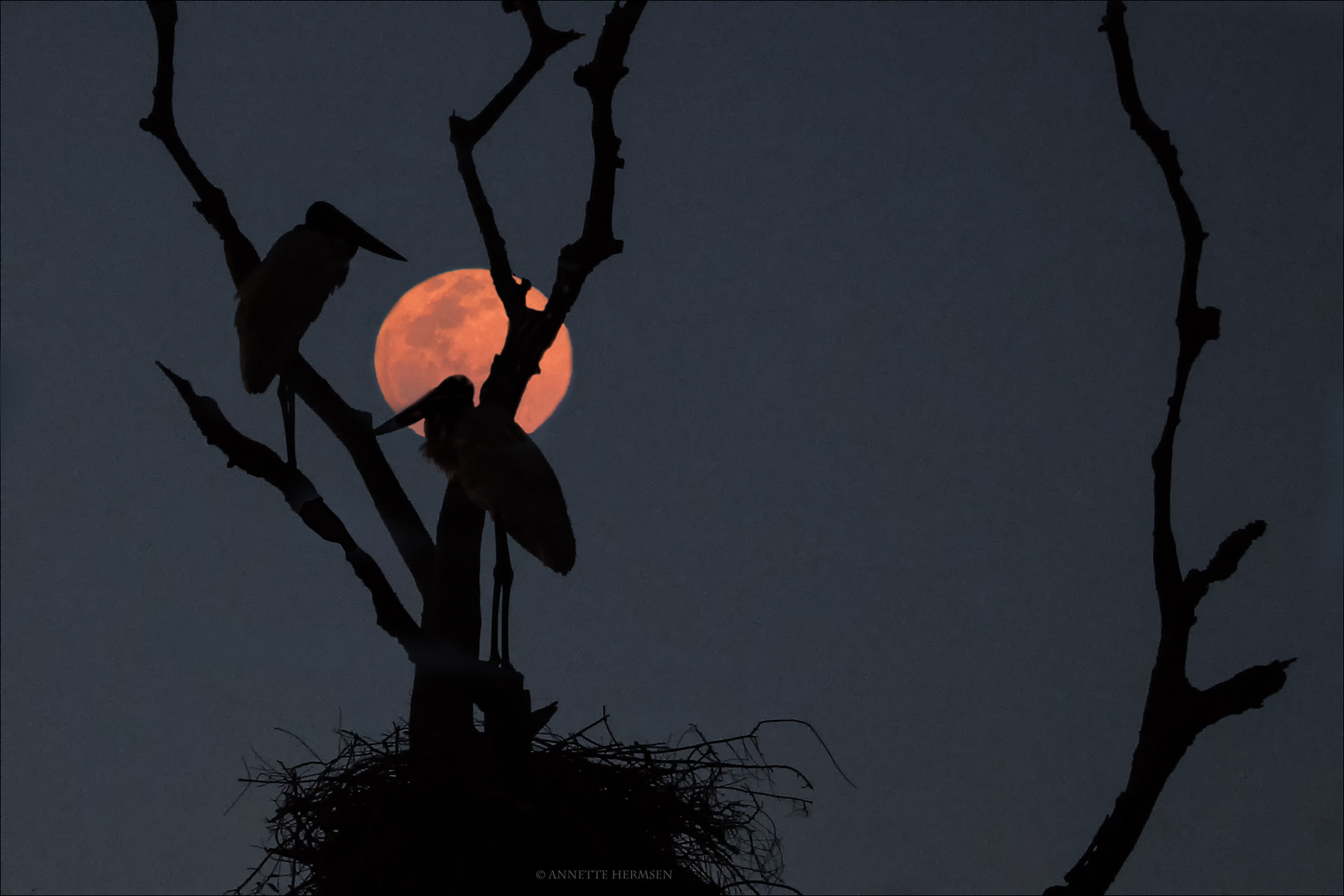 Pantanal [12] - Jabiru mit Vollmond