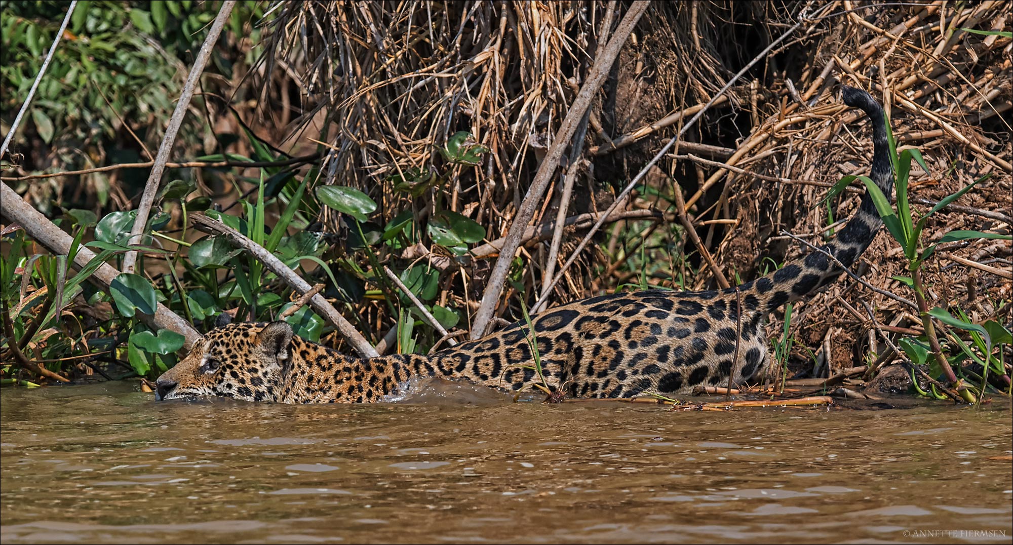 Pantanal [16] - Wasserkatze