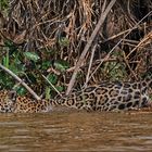 Pantanal [16] - Wasserkatze