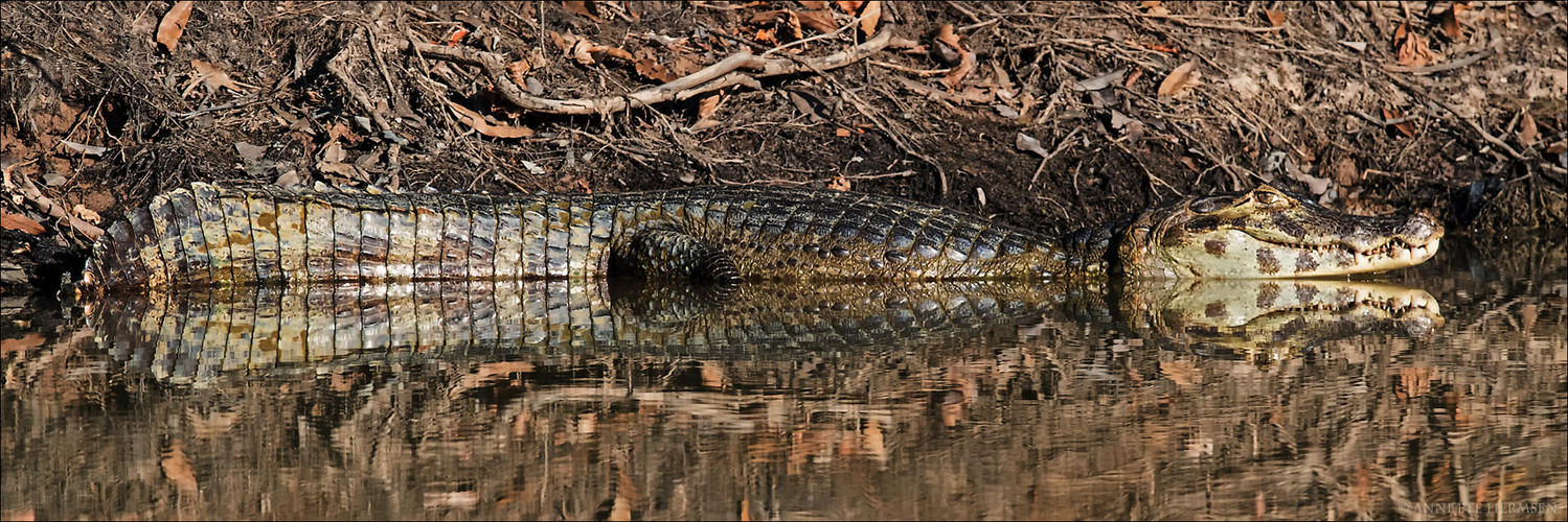 Pantanal [18] - Reflection