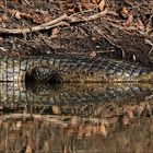 Pantanal [18] - Reflection