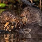 Pantanal [2] - Und ich?