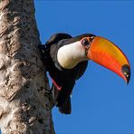 Pantanal [22] - Tucan