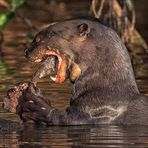 Pantanal [24] - mächtiger Hunger