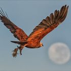 Pantanal [25] - Abendessen mit Vollmond