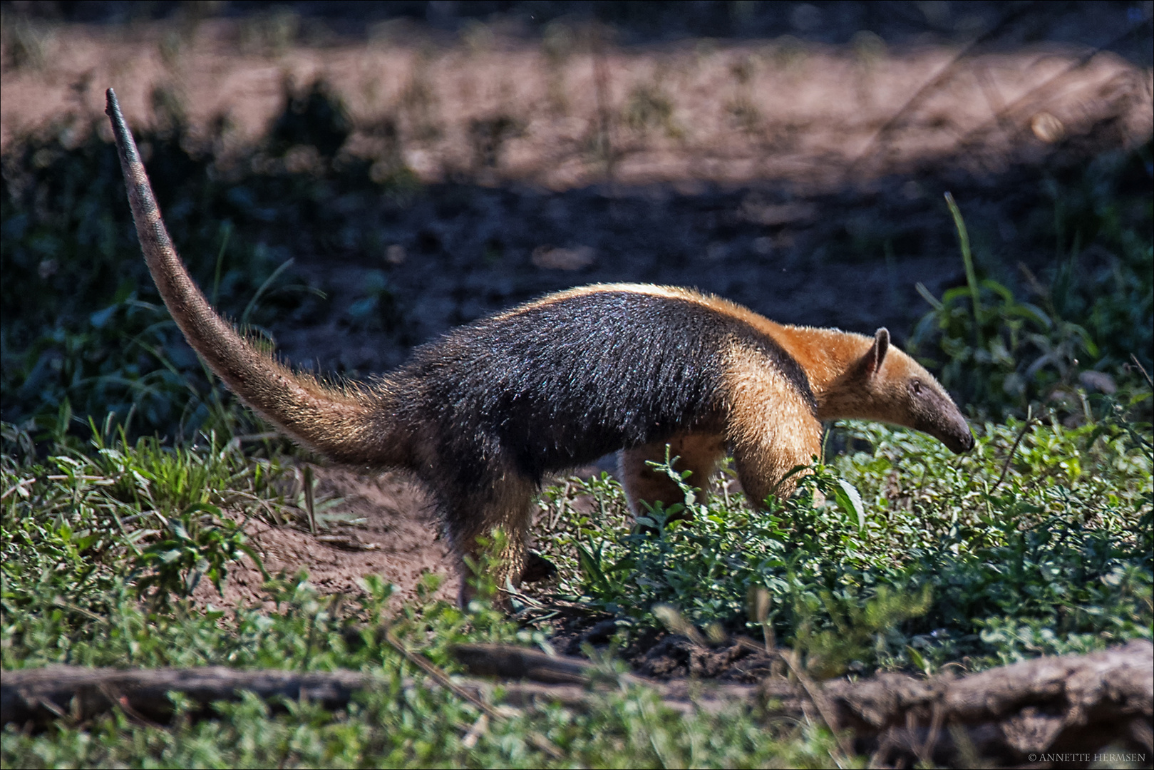 Pantanal [26] - kleiner Ameisenbär