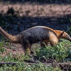 Pantanal [26] - kleiner Ameisenbär