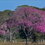 Pantanal [27] - Pink Pantanal