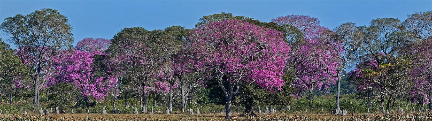 Pantanal [27] - Pink Pantanal