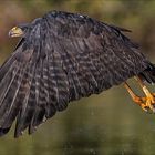 Pantanal [28] - Great black hawk