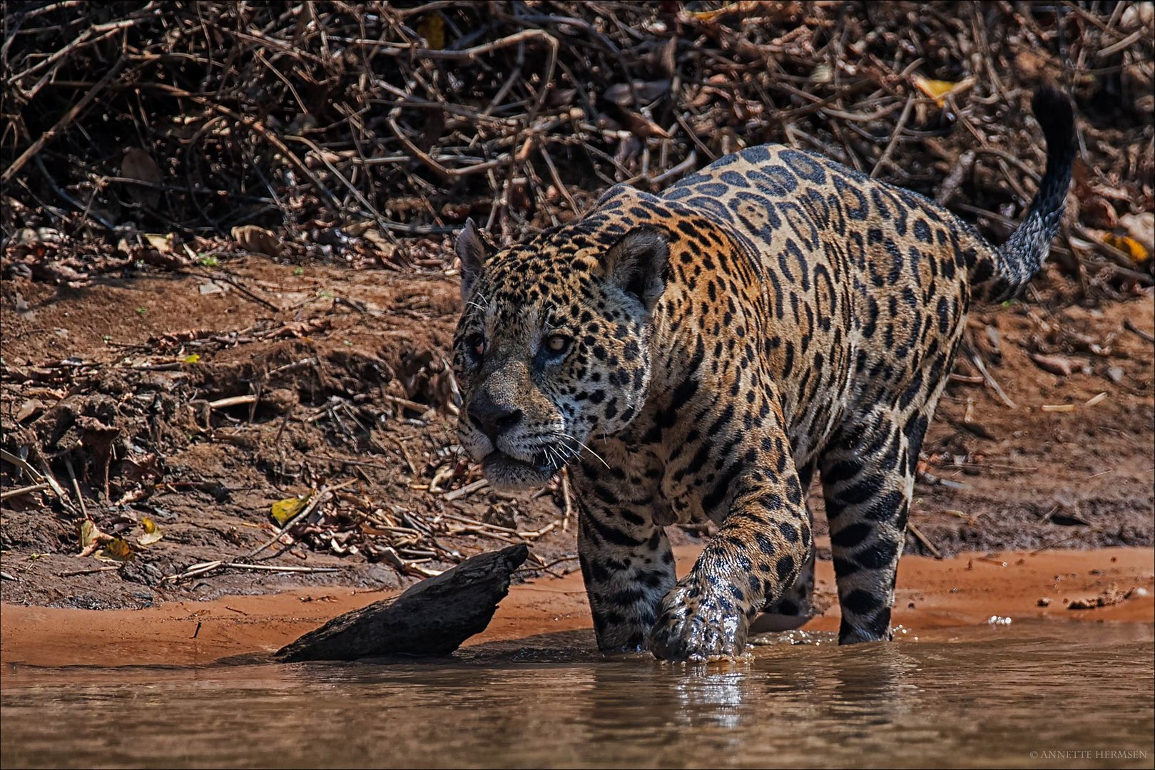 Pantanal [3] - Jaguar