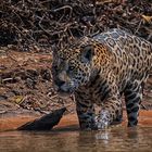 Pantanal [3] - Jaguar