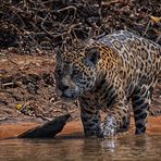 Pantanal [3] - Jaguar