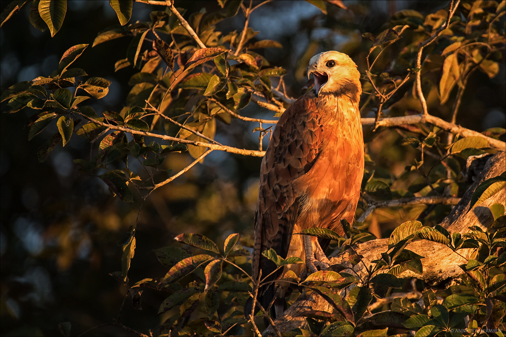 Pantanal [30] - Fischbussard