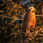 Pantanal [30] - Fischbussard