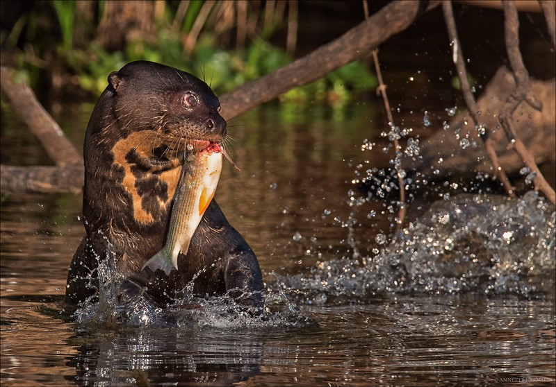 Pantanal [33] - Schrecksekunde