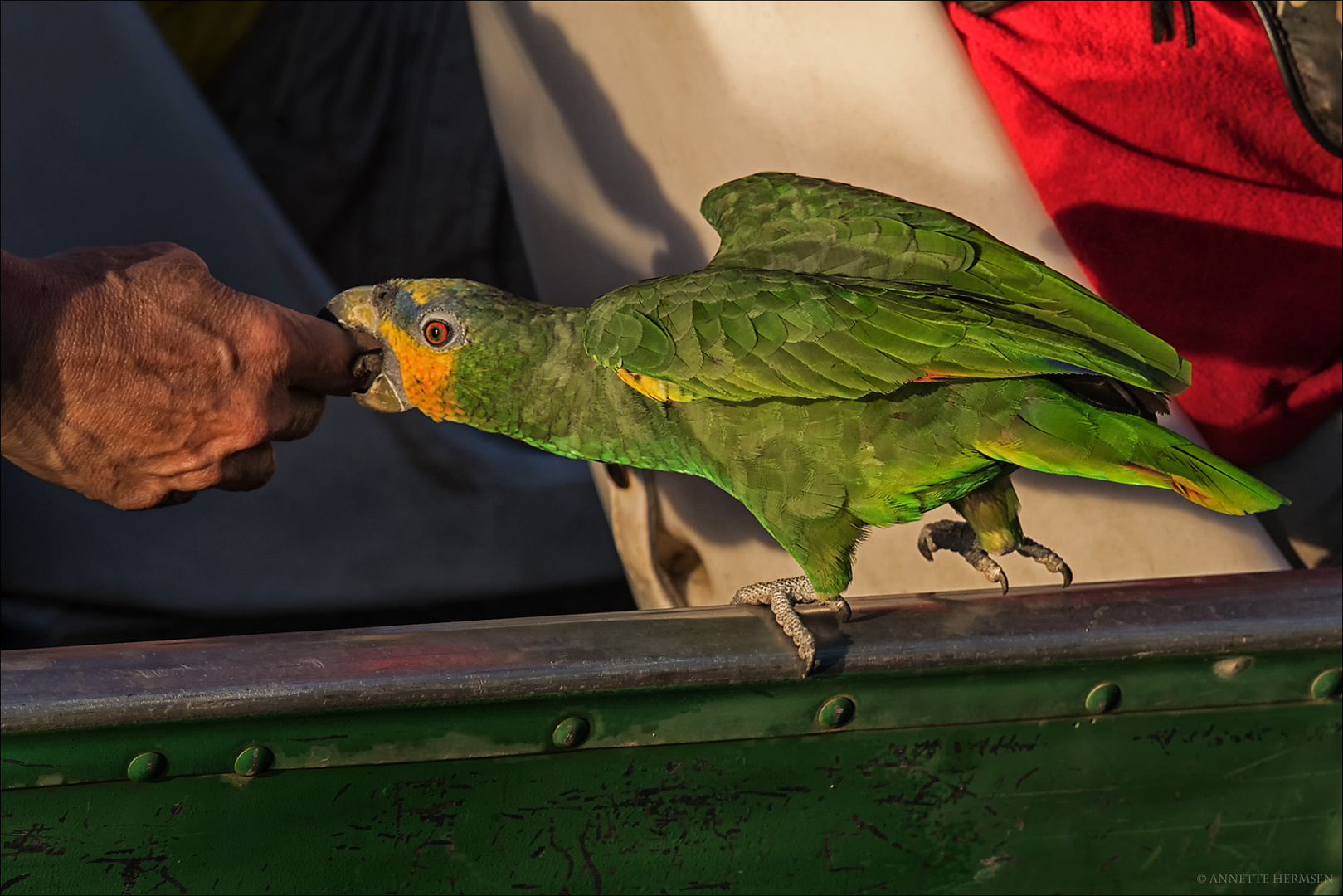 Pantanal [34] - Kleiner Freund