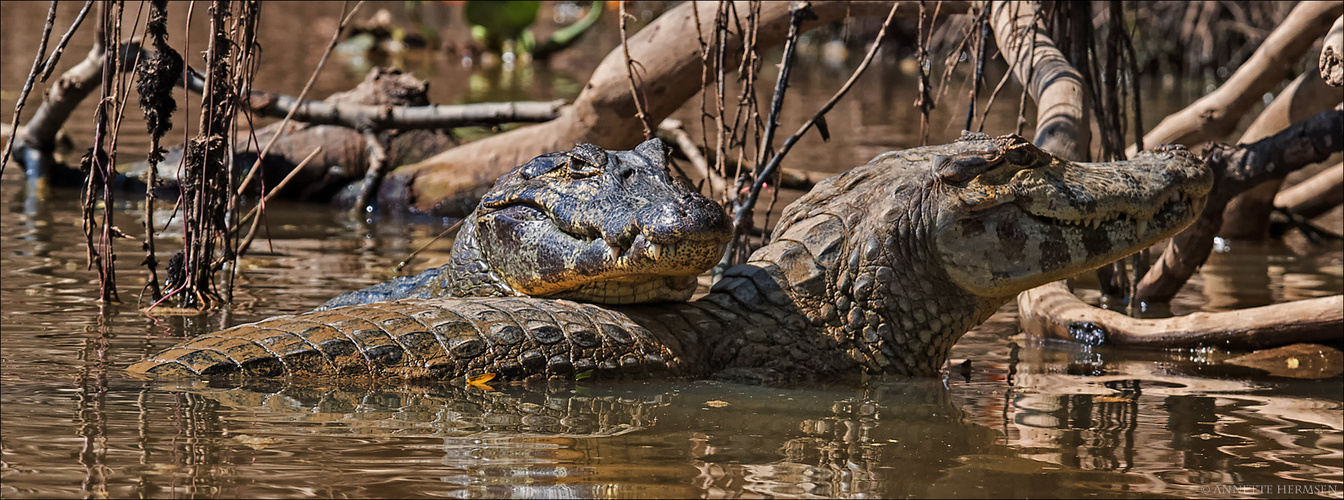 Pantanal [38] - Doppelkopf