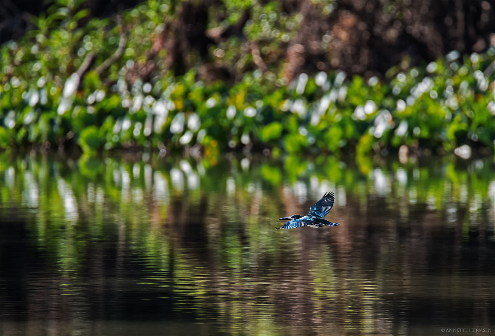 Pantanal [40] - Fliegender Smaragd