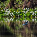 Pantanal [40] - Fliegender Smaragd