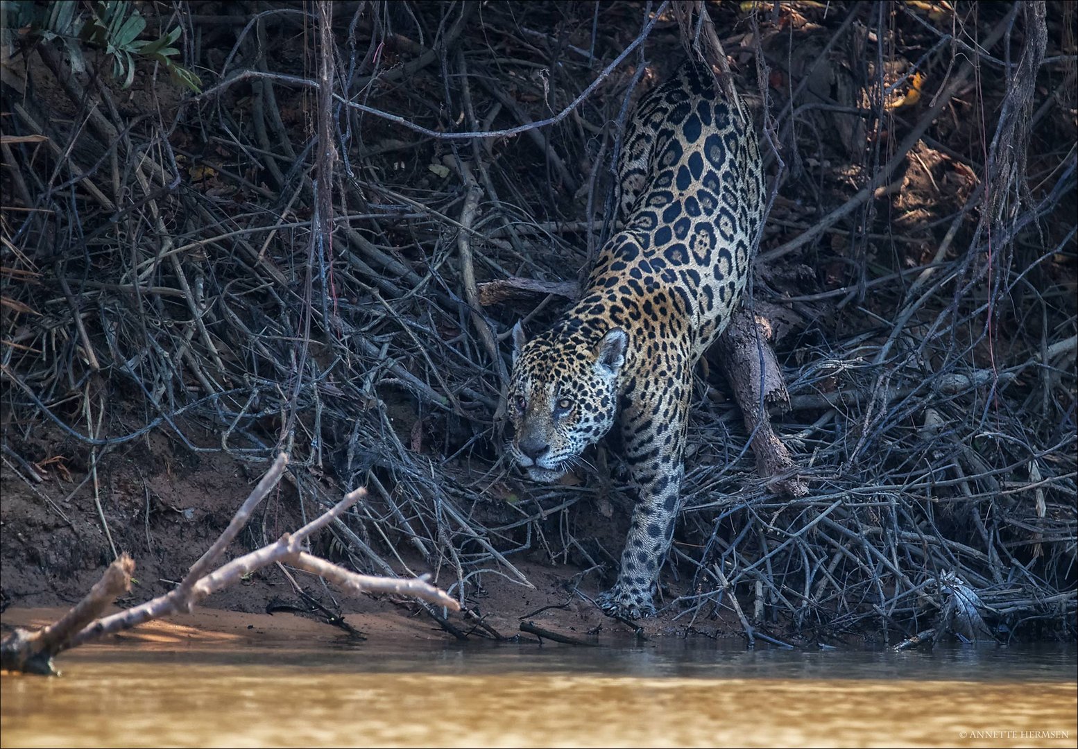Pantanal [41] - Auf Streifzug