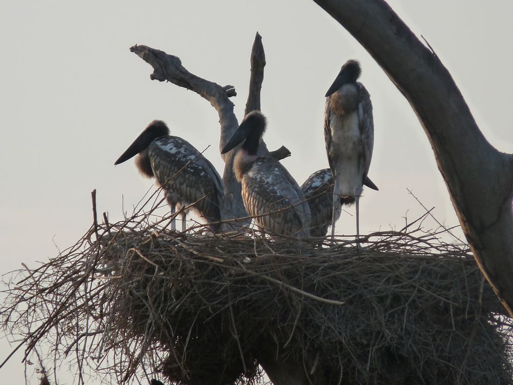 Pantanal