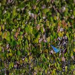 Pantanal [46] - Suchbild blauer Vogel