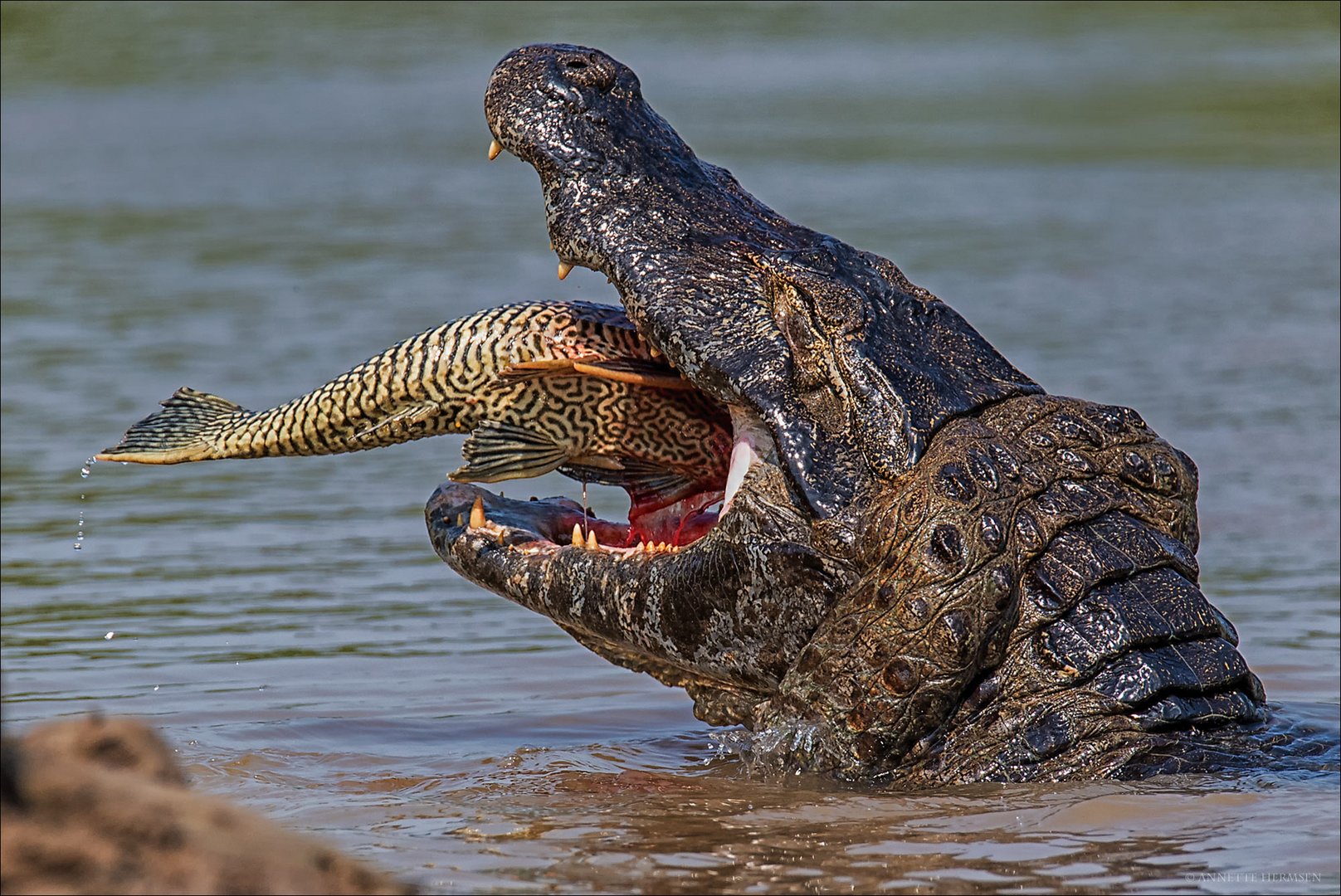 Pantanal [47] - Mahlzeit