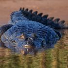 Pantanal [50] - Aug in Auge