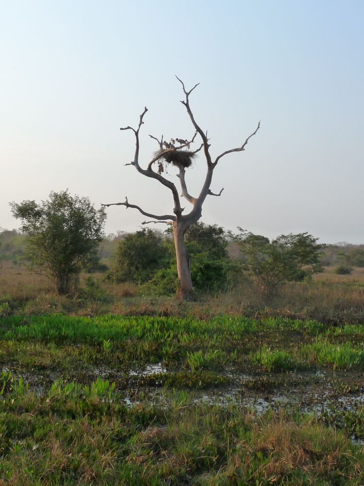Pantanal
