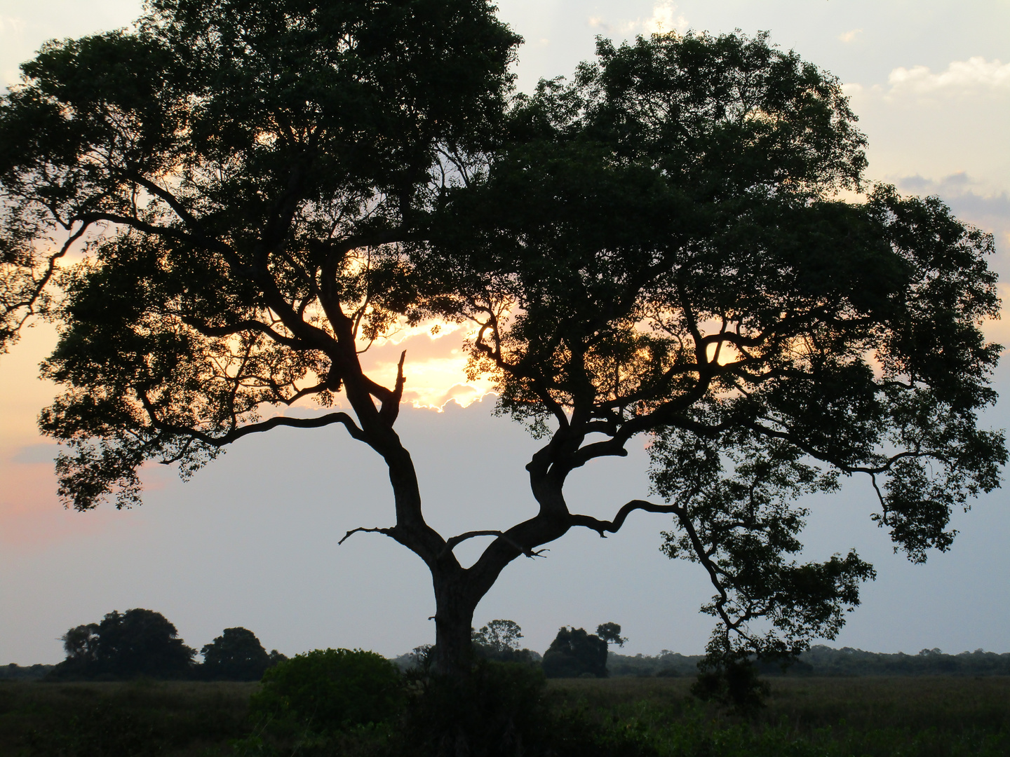 Pantanal