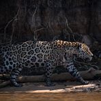 Pantanal [6] - Catwalk