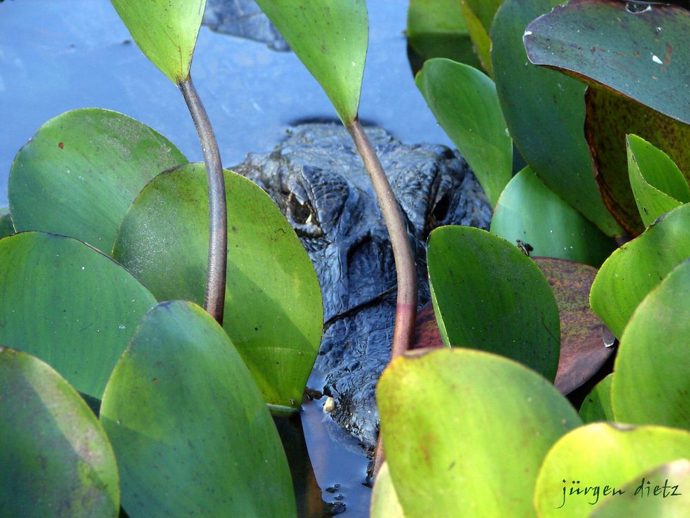 Pantanal: Auf der Lauer