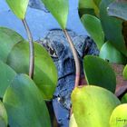 Pantanal: Auf der Lauer