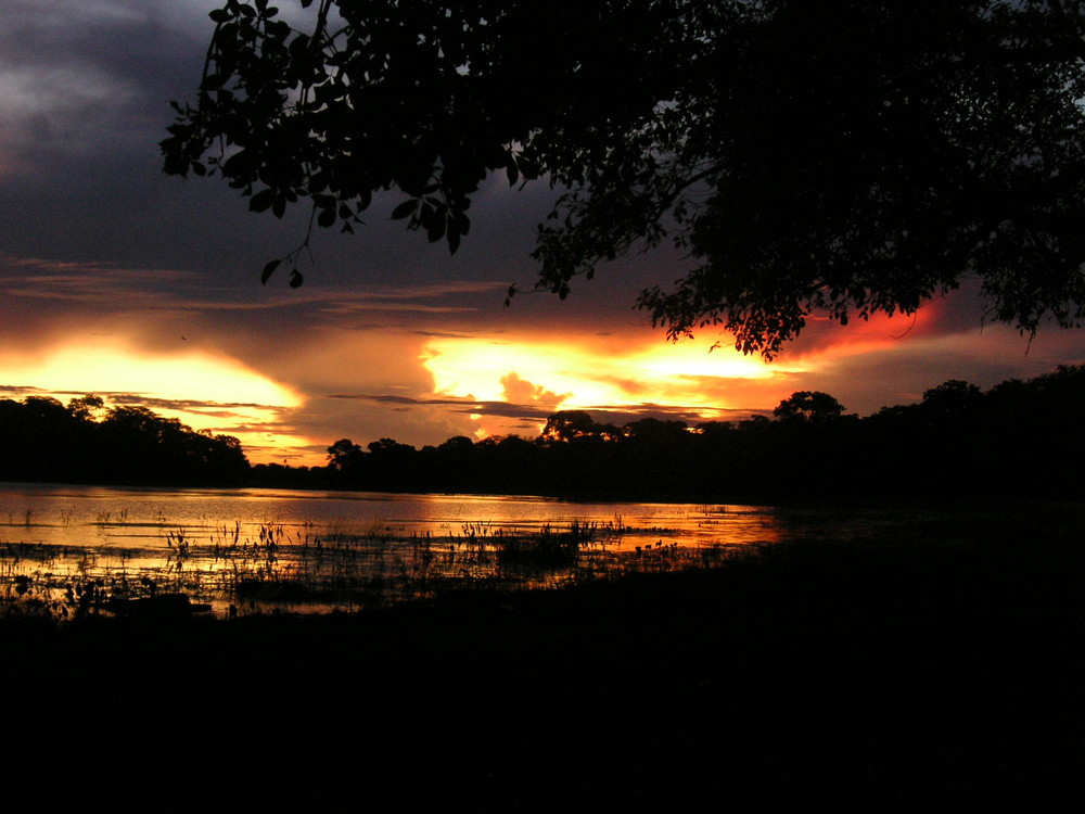 pantanal