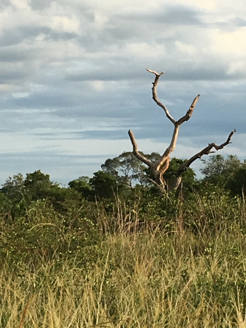 Pantanal Brasilien