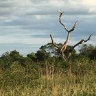 Pantanal Brasilien