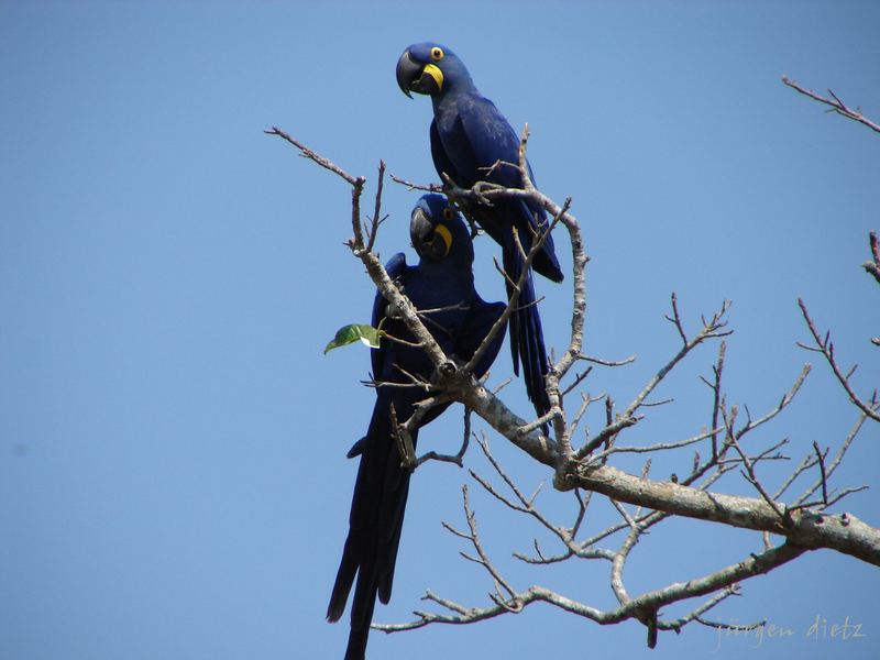 Pantanal: Die mag jeder...