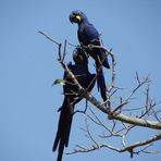 Pantanal: Die mag jeder...