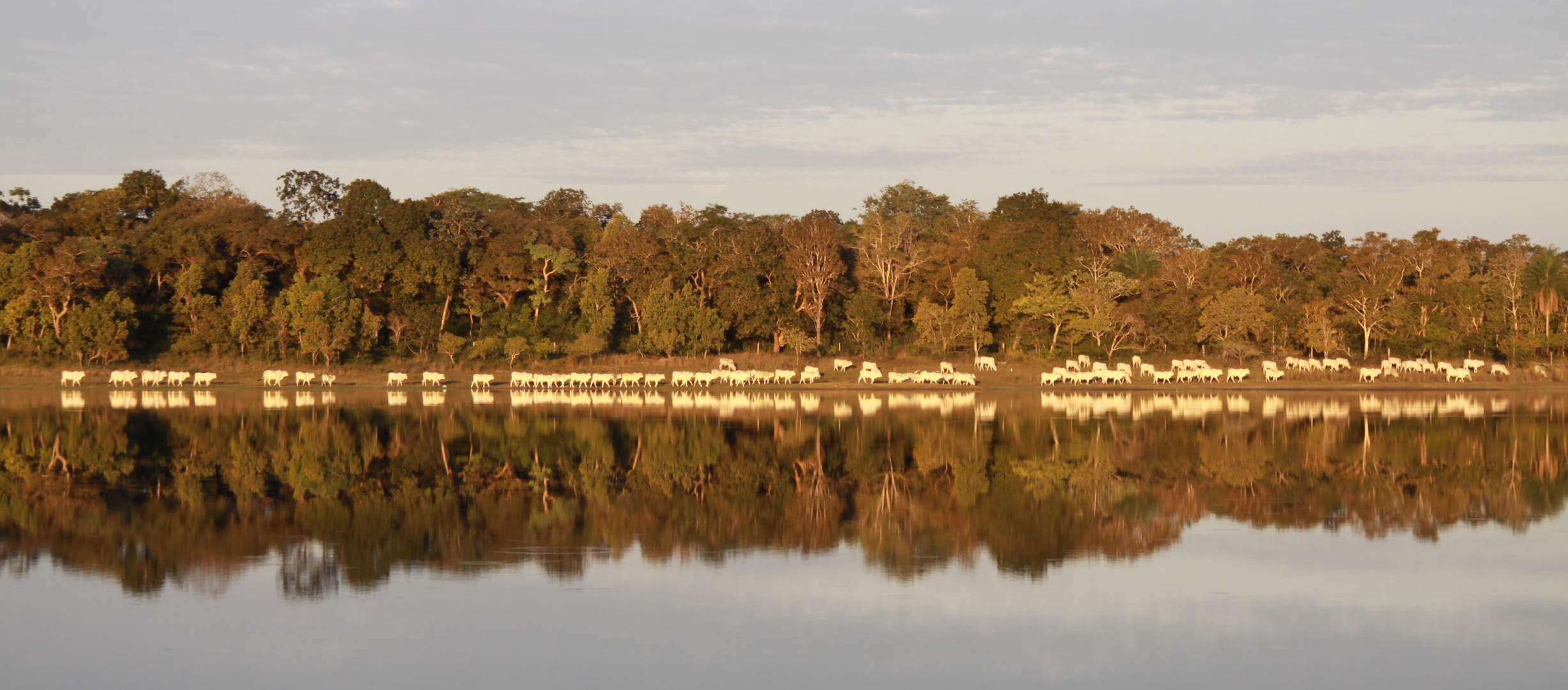 Pantanal