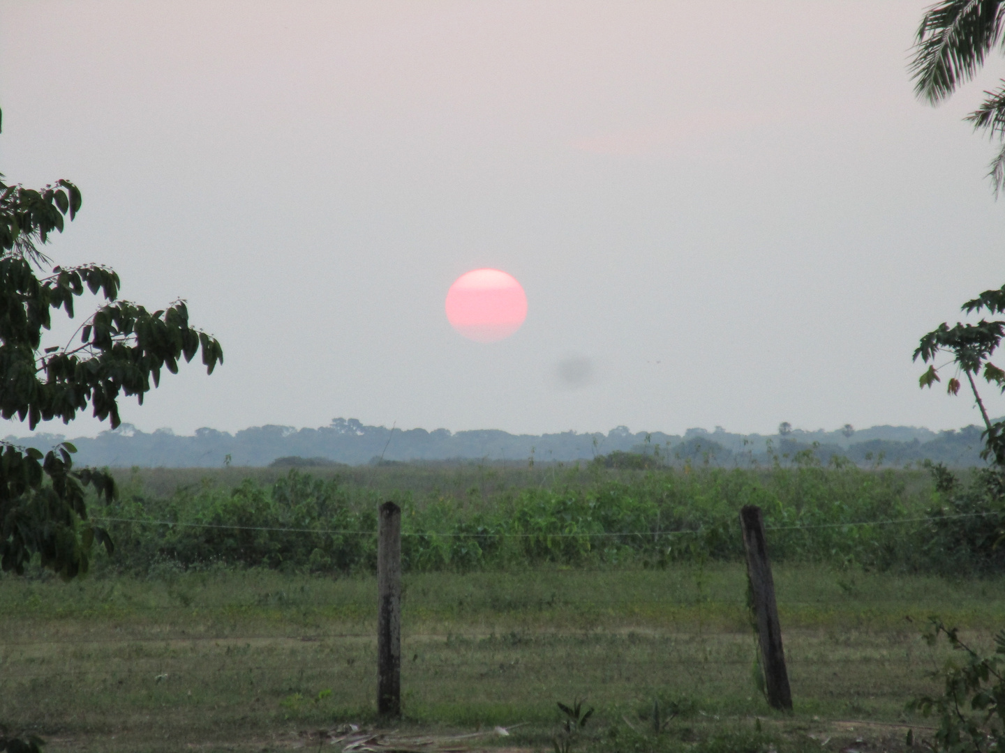 Pantanal