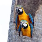 Pantanal, Gelbbrustaras schauen aus dem "Wohnungsfenster"!