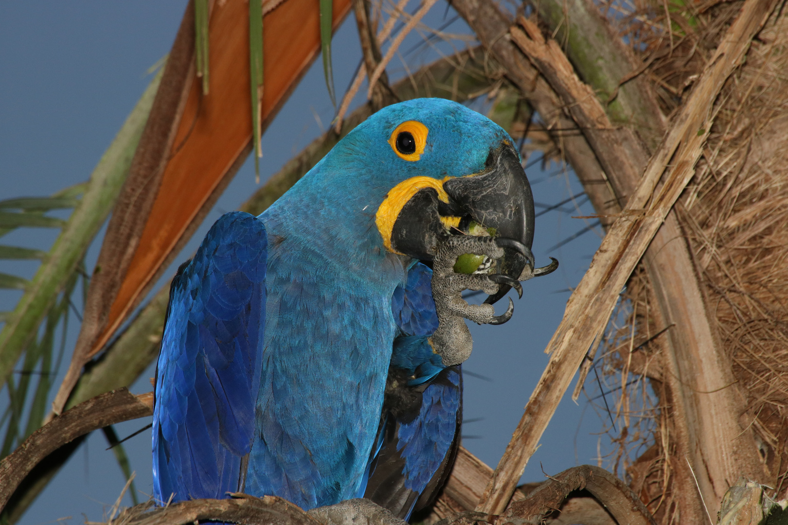 Pantanal Hyazinthara